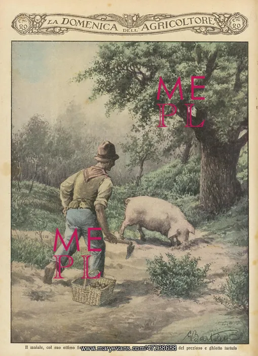 : TRUFFLE HUNT PIG 1929 : TRUFFLE HUNT PIG 1929