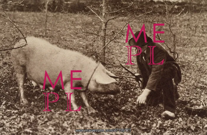  : TRUFFLE HUNT PIG C1900