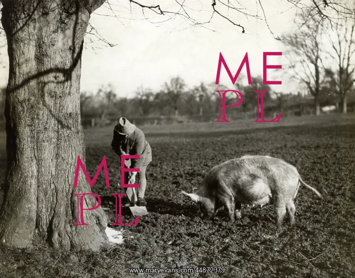 : TRUFFLE HUNTING PIG 1939 : TRUFFLE HUNTING PIG 1939