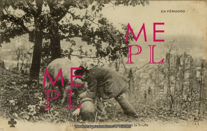 : Truffle hunting with a pig : Truffle hunting with a pig