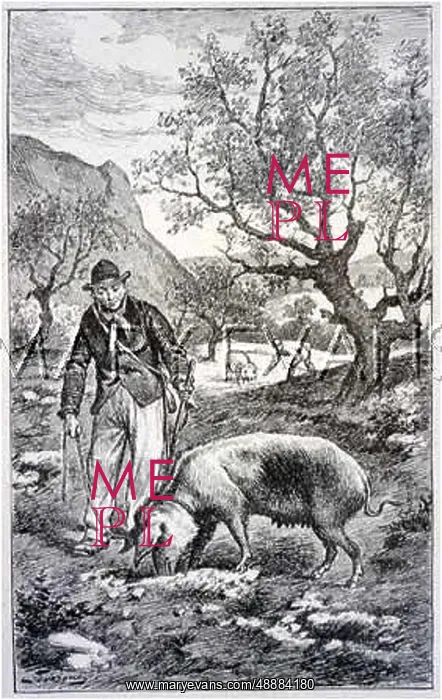 : TRUFFLE HUNTING PIGS : TRUFFLE HUNTING PIGS