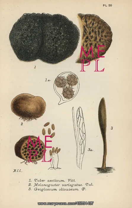 : Truffle, Tuber aestivum 1, red truffle, Melanogaster : Truffle, Tuber aestivum 1, red truffle, Melanogaster