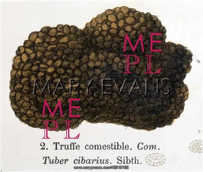  : TRUFFLE TUBER CIBARIUS