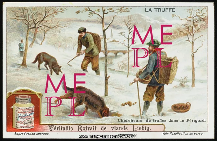 : TRUFFLES LIEBIG 1 : TRUFFLES LIEBIG 1