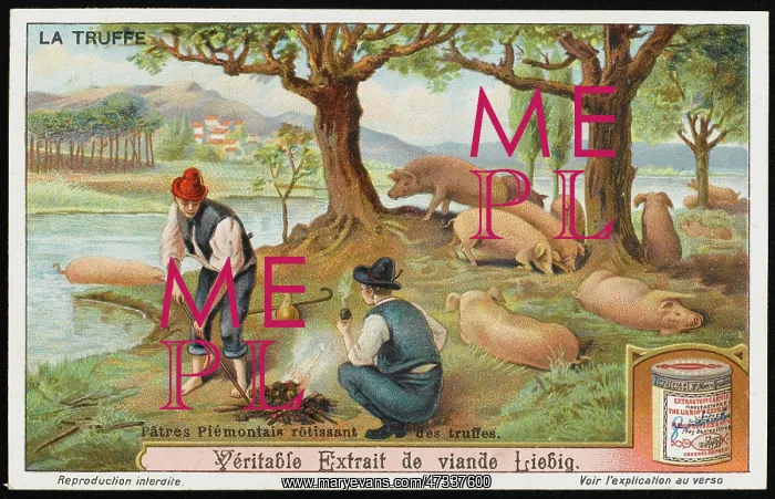 : TRUFFLES LIEBIG 2 : TRUFFLES LIEBIG 2