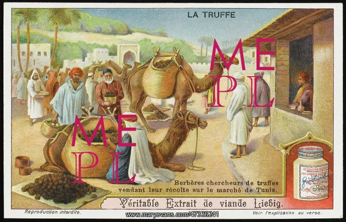 : TRUFFLES LIEBIG 6 : TRUFFLES LIEBIG 6