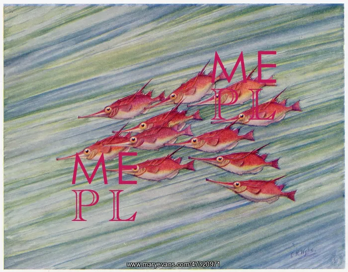 : TRUMPET FISH 1915 : TRUMPET FISH 1915