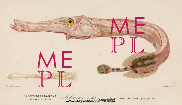  : TRUMPET FISH