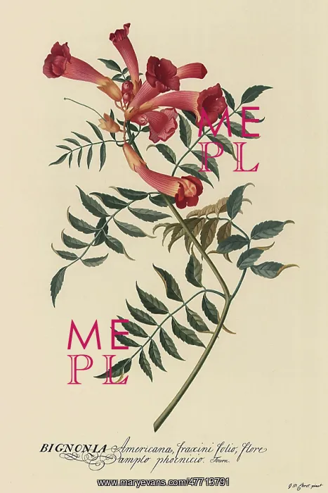 : Trumpet Flower : Trumpet Flower