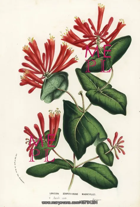 : Trumpet honeysuckle, Lonicera sempervirens : Trumpet honeysuckle, Lonicera sempervirens