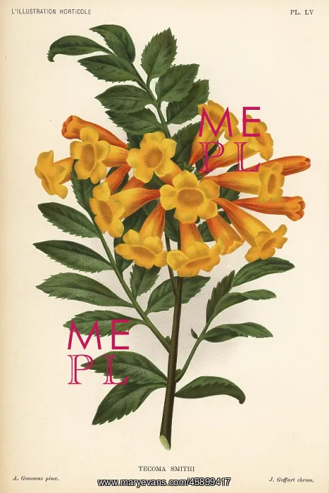 : Trumpetbush variety, Tecoma x smithii : Trumpetbush variety, Tecoma x smithii