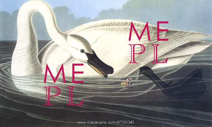  : Trumpeter Swan