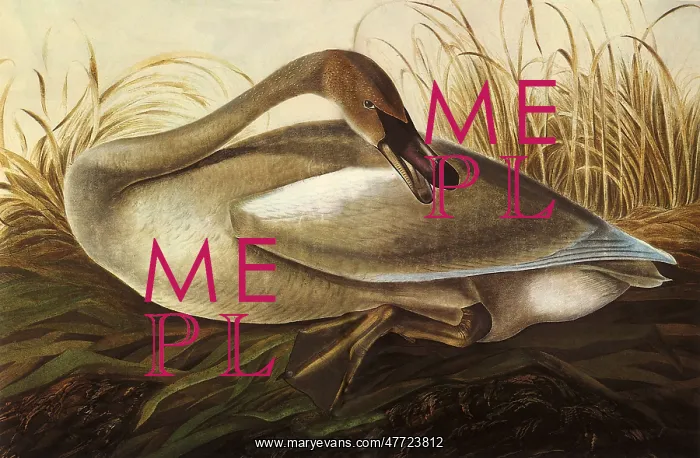  : Trumpeter Swan, Olor buccinator