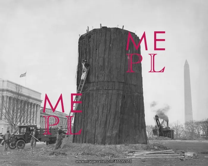 : Trunk of a sequoia tree in Washington, 1932 : Trunk of a sequoia tree in Washington, 1932