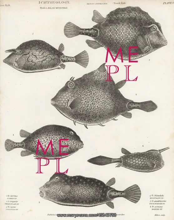 : Trunkfish, cowfish and turretfish : Trunkfish, cowfish and turretfish