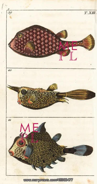 : Trunkfish and longhorn cowfish : Trunkfish and longhorn cowfish