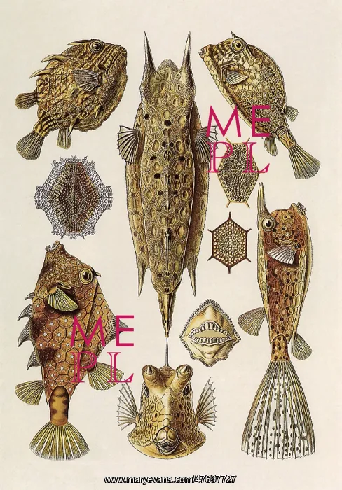  : Trunkfishes