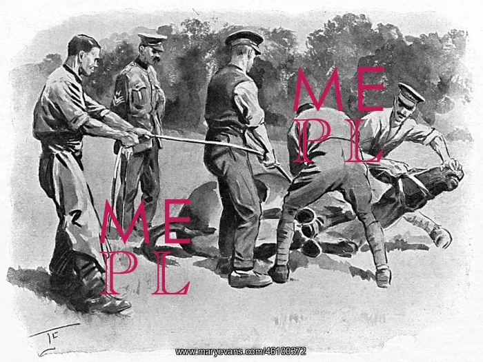: Trying to shoe a mule, WW1 : Trying to shoe a mule, WW1