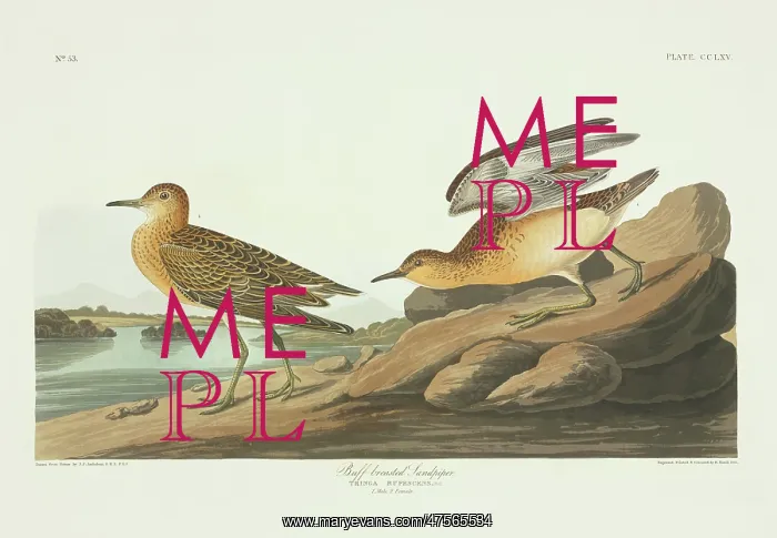 : Tryngites subruficollis, buff-breasted sandpiper : Tryngites subruficollis, buff-breasted sandpiper