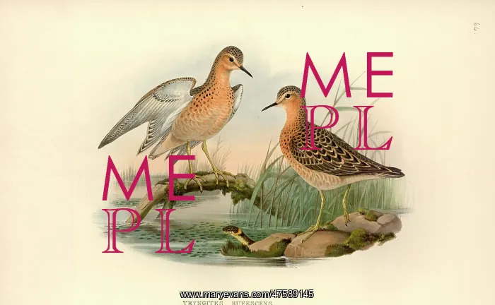 : Tryngites subruficollis, buff-breasted sandpiper : Tryngites subruficollis, buff-breasted sandpiper