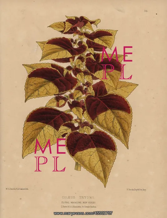 : Tryon's coleus, Coleus Tryoni with golden and : Tryon's coleus, Coleus Tryoni with golden and