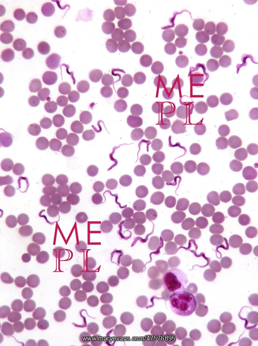 : Trypanosomes : Trypanosomes