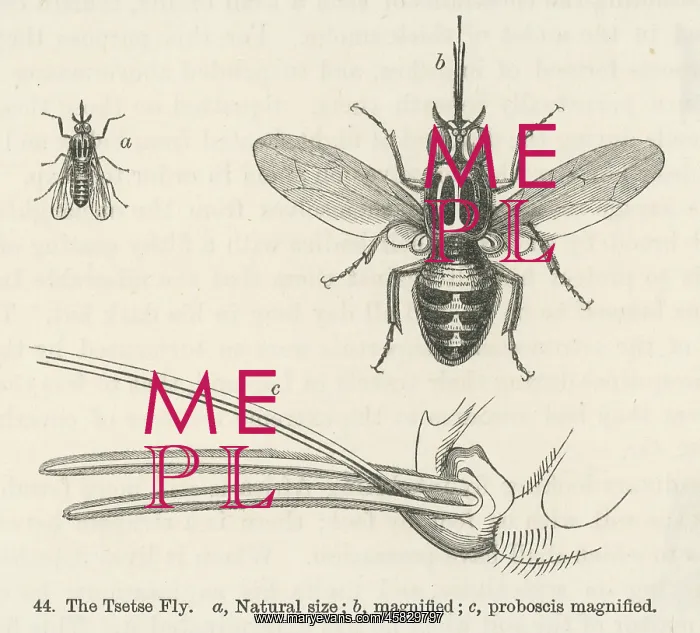 : Tsetse Fly : Tsetse Fly