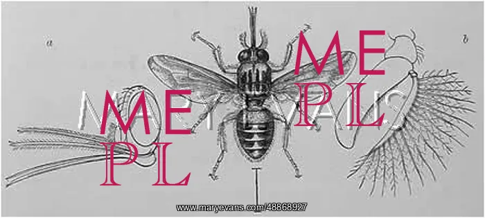 : Tsetse Fly : Tsetse Fly