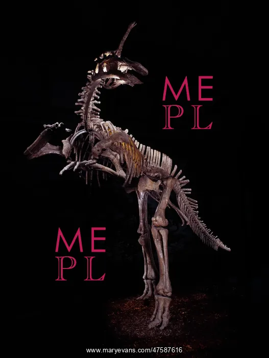: Tsintaosaurus : Tsintaosaurus