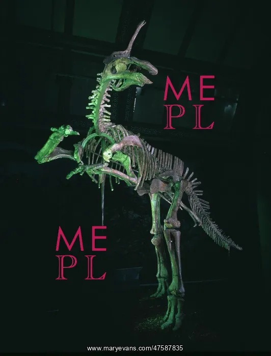 : Tsintaosaurus : Tsintaosaurus