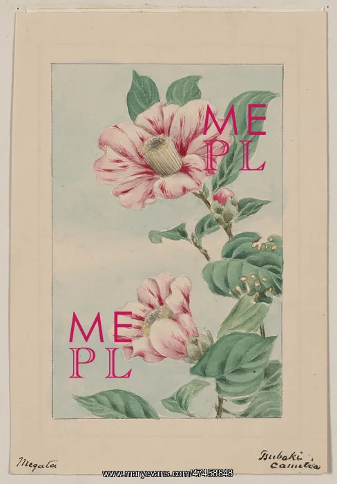 : Tsubaki camelia i.e. camellia : Tsubaki camelia i.e. camellia