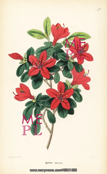 : Tsutsuji, Rhododendron indicum : Tsutsuji, Rhododendron indicum