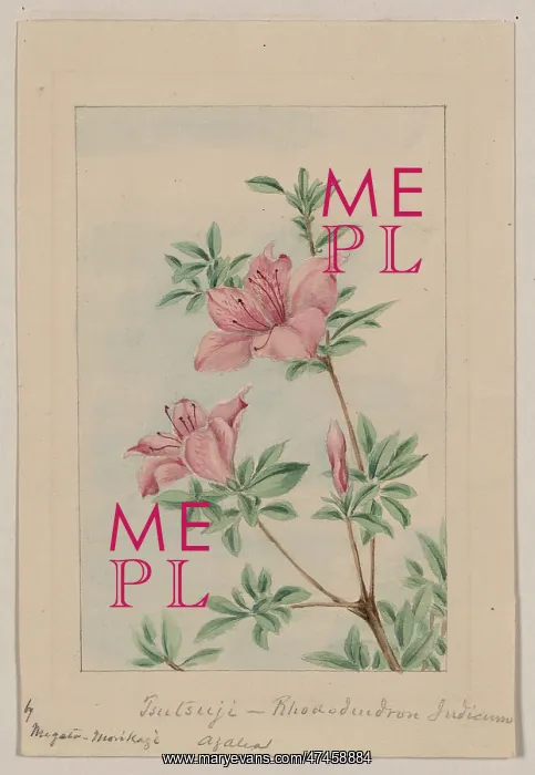 : Tsutsuji rhododendron Judicum - azalea : Tsutsuji rhododendron Judicum - azalea