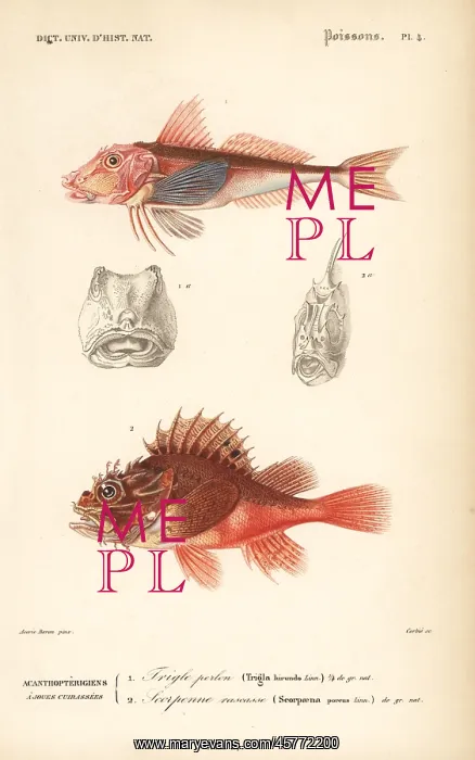 : Tub gurnard and black scorpion-fish : Tub gurnard and black scorpion-fish