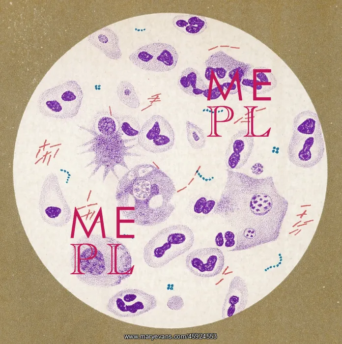 : TUBERCULOSIS BACILLUS