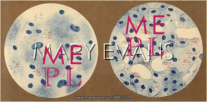 : TUBERCULOSIS BACILLUS : TUBERCULOSIS BACILLUS