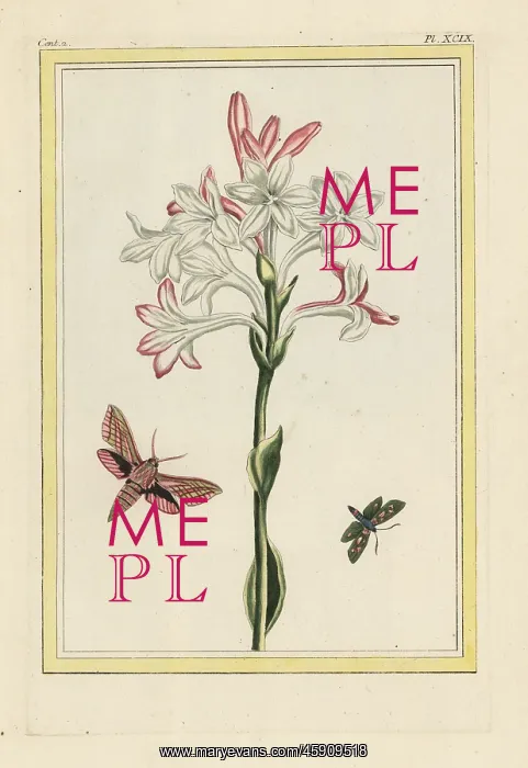 : Tuberose, Polianthes tuberosa : Tuberose, Polianthes tuberosa