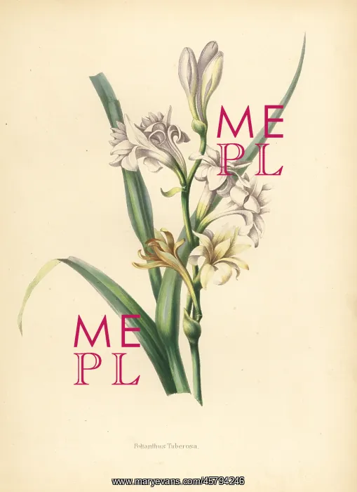 : Tuberose, Polianthus tuberosa : Tuberose, Polianthus tuberosa