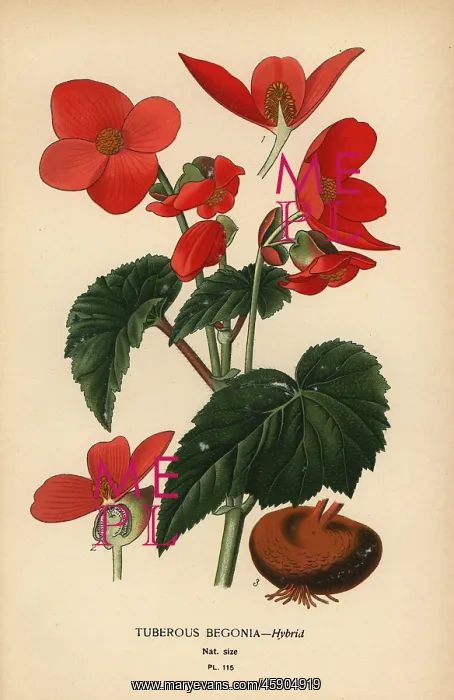 : Tuberous begonia hybrid : Tuberous begonia hybrid