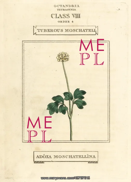 : Tuberous moschatel, Adoxa moschatellina : Tuberous moschatel, Adoxa moschatellina