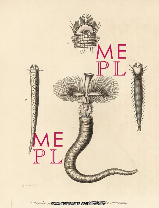 : Tubeworm and fanworm : Tubeworm and fanworm