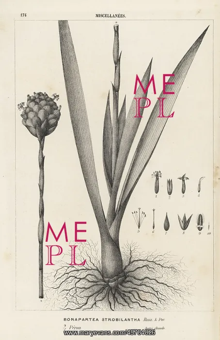 : Tufted airplant, Guzmania strobilantha : Tufted airplant, Guzmania strobilantha
