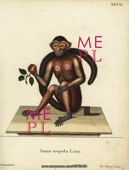 : Tufted capuchin monkey, Sapajus apella : Tufted capuchin monkey, Sapajus apella