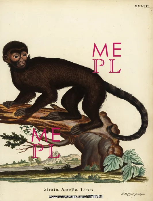 : Tufted capuchin monkey, Sapajus apella : Tufted capuchin monkey, Sapajus apella