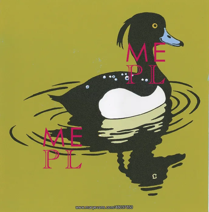 : Tufted Duck : Tufted Duck