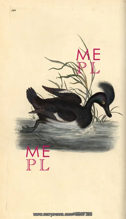 : Tufted duck, Aythya fuligula : Tufted duck, Aythya fuligula
