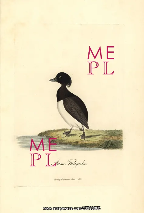 : Tufted duck, Aythya fuligula : Tufted duck, Aythya fuligula