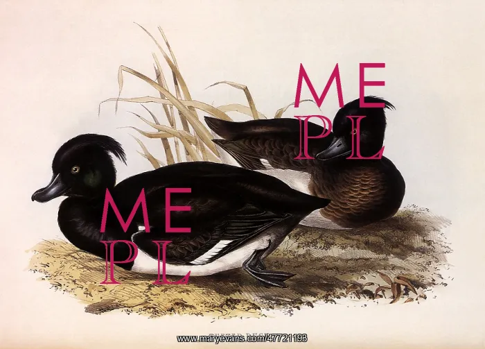  : Tufted Duck, Aythya fuligula