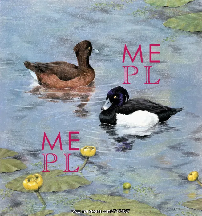  : Tufted Ducks with Wild Water Lilies