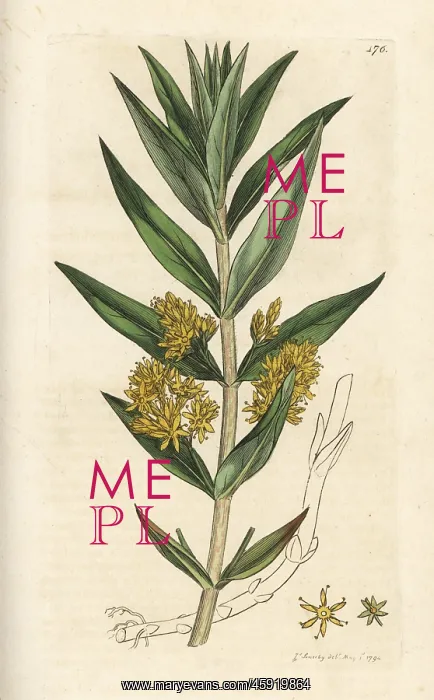 : Tufted loosestrife, Lysimachia thyrsiflora : Tufted loosestrife, Lysimachia thyrsiflora